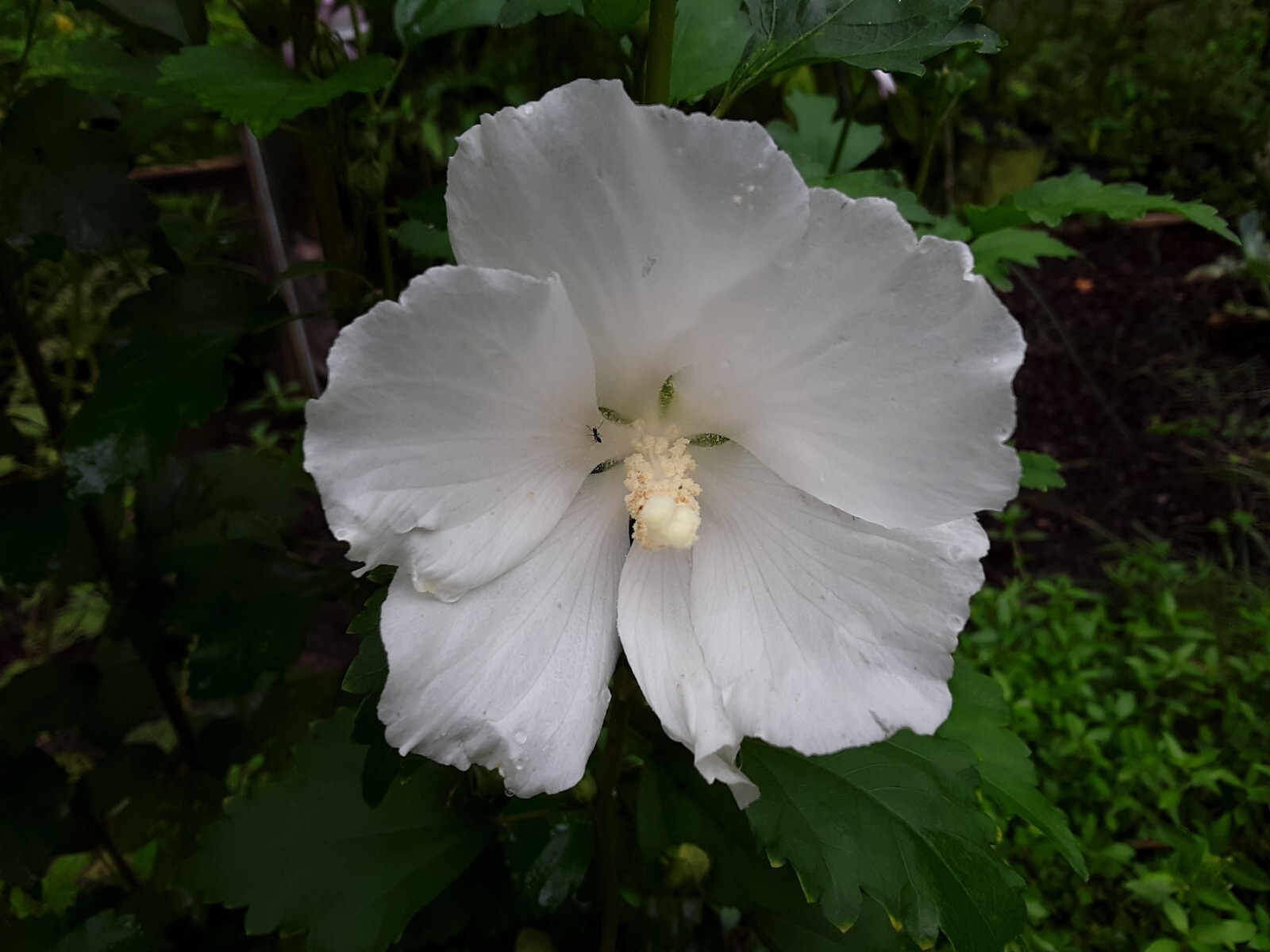 50+White Rose of Sharon Seeds(Hibiscus syriacus/Aphrodite Althea/hardy hibiscus)