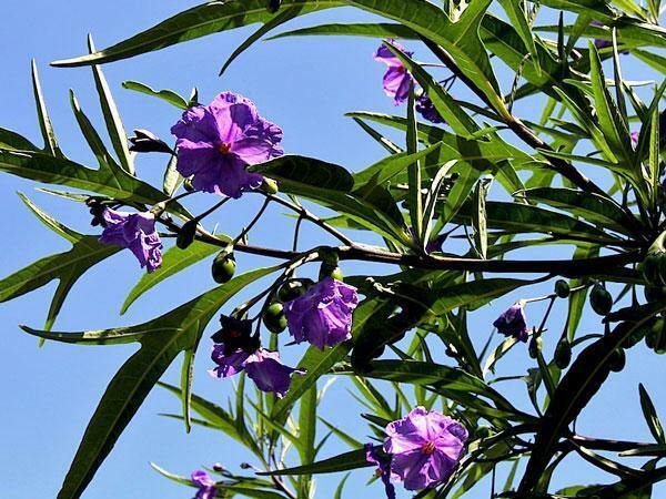 Solanum aviculare | Kangaroo Apple | New Zealand Nightshade | 20 Seeds