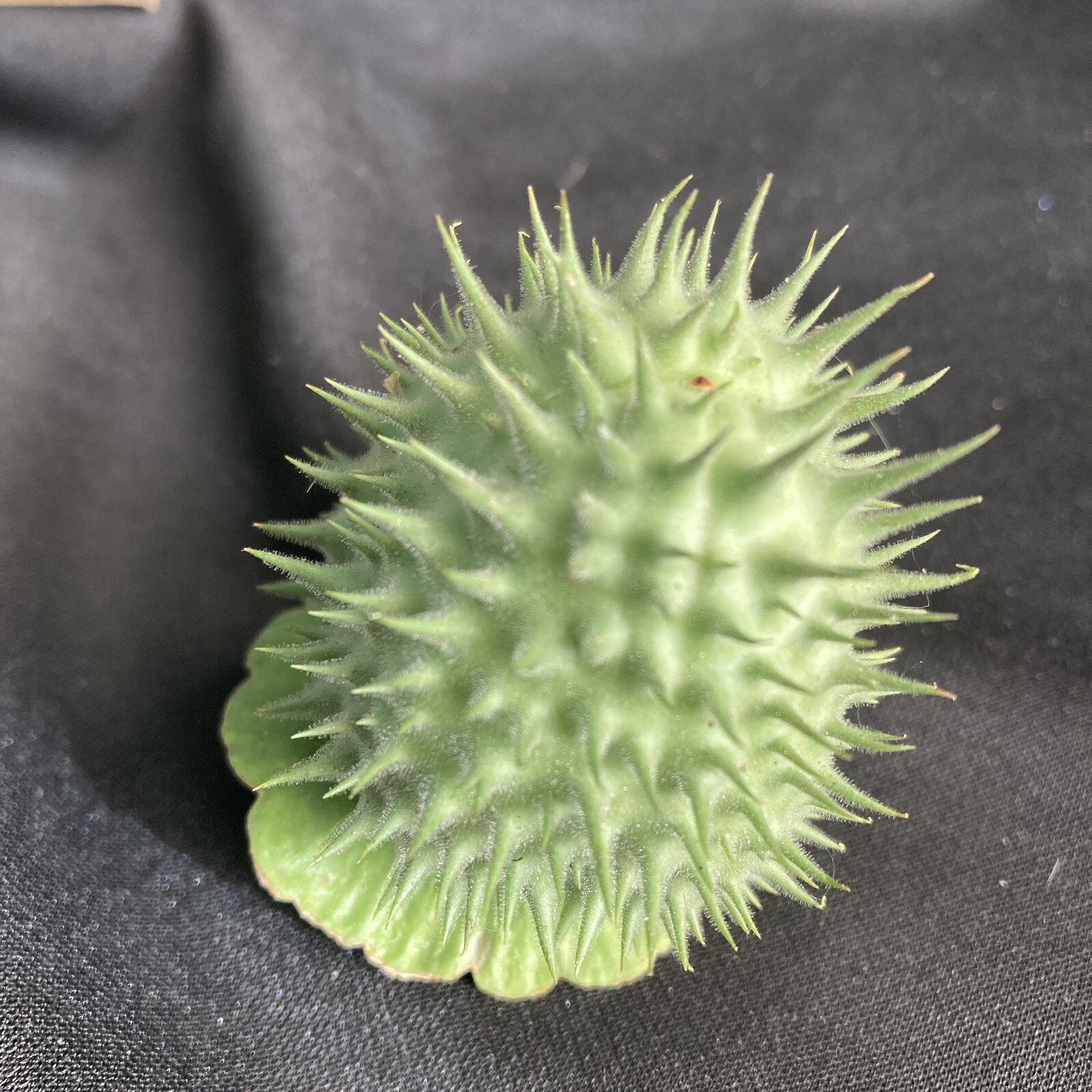 Datura Inoxia SEED Pod FRESH Capsule Moonflower Thornapple 2024 Montana Organic