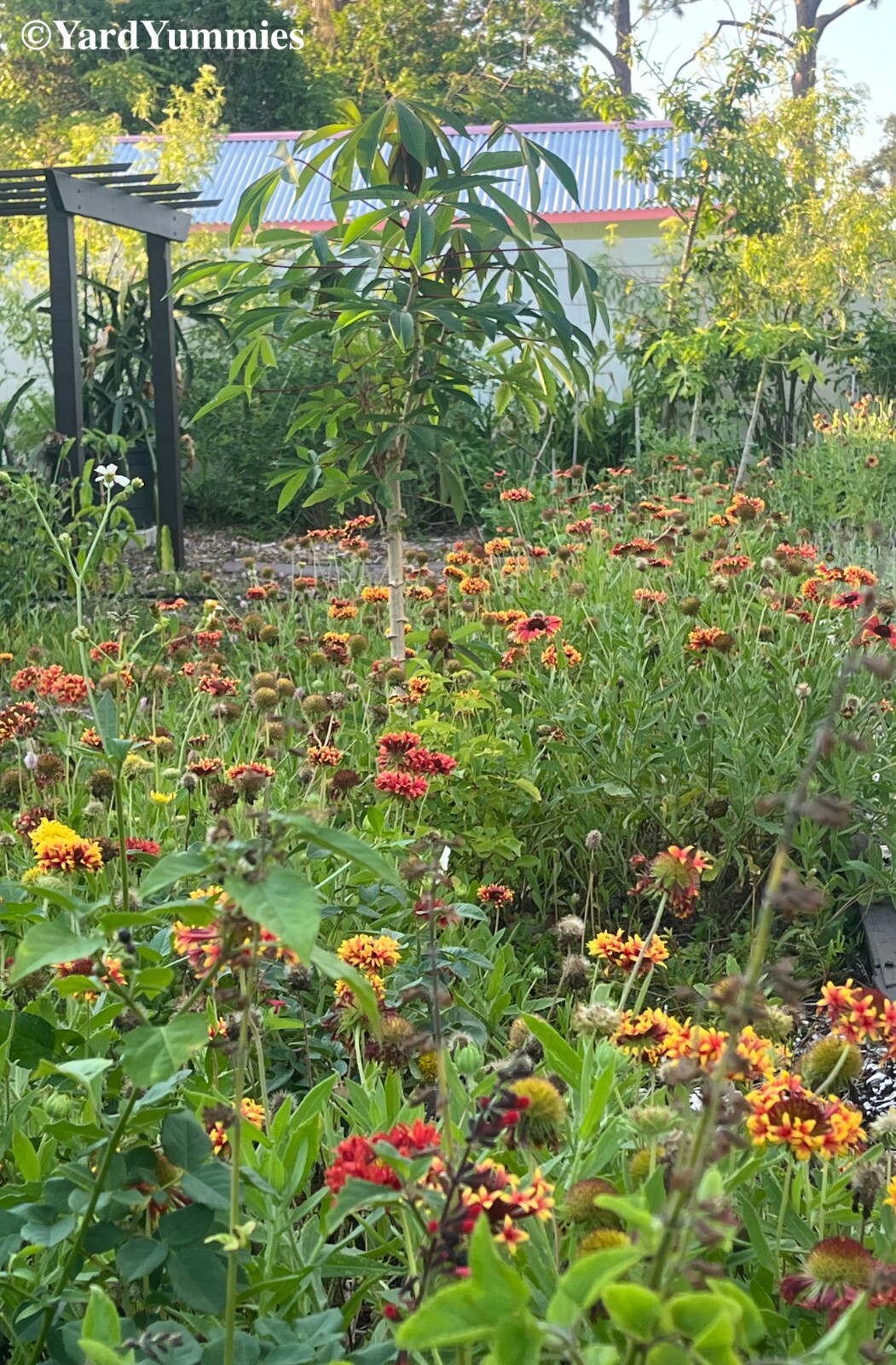 Lorenziana Gaillardia Indian Blanket Flower Double Sunset 100 SEEDS Heirloom