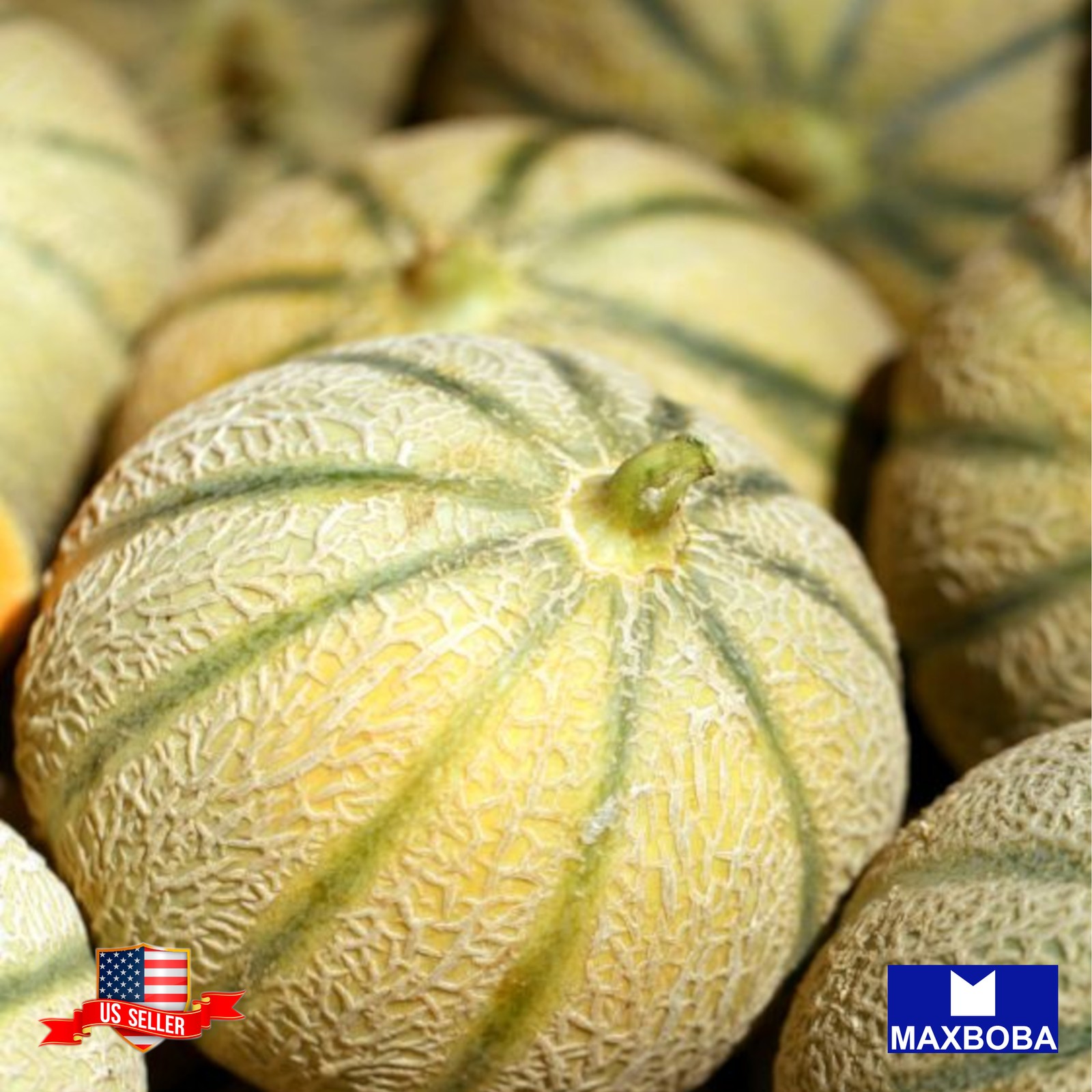 25 Charentais Melon Seeds Non-GMO Heirloom BTGO 75% OFF