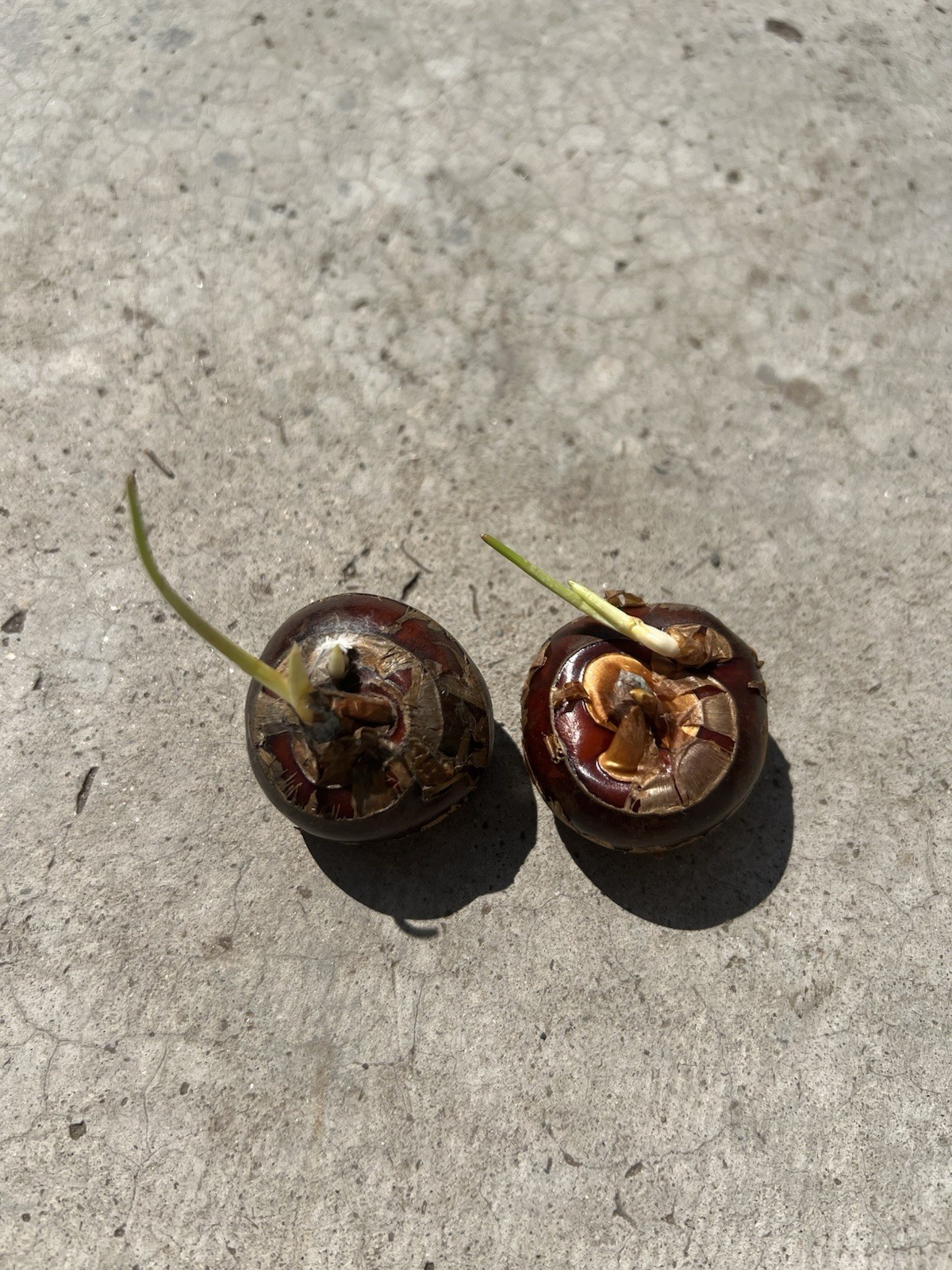 2 Pcs Sprouted Water Chestnut Bulbs Eleocharis Dulcis Ready to Plant