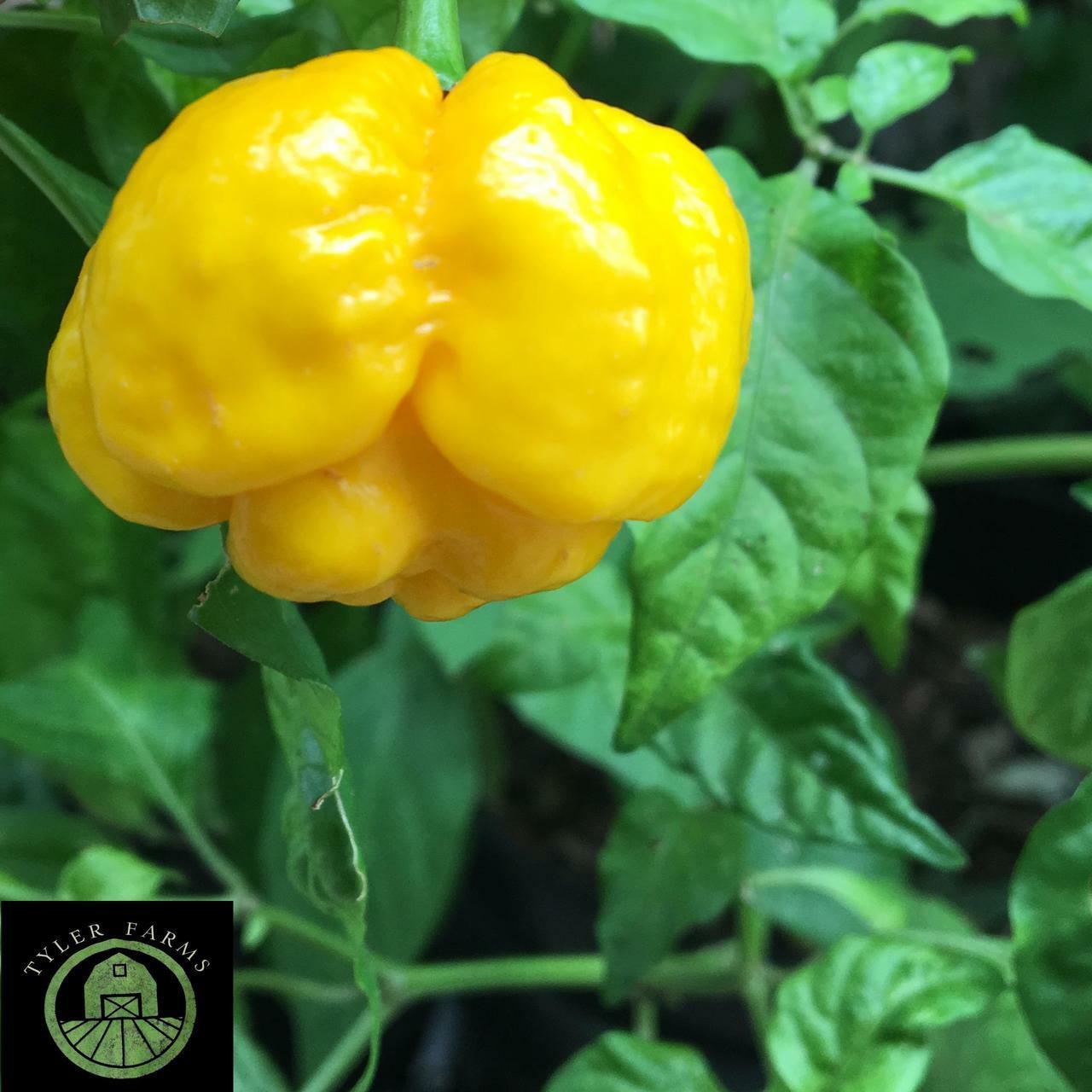 10+ Yellow 7 Pod/Pot Brain Strain Pepper seeds | Superhot hot chile, chili|