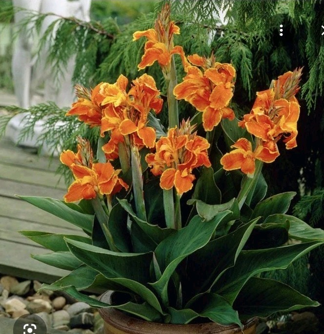 3 Mixed Canna Lily Bulb/Rhizomes-Tropical EZ 2 Grow!-Stunning Perennials! Sale!