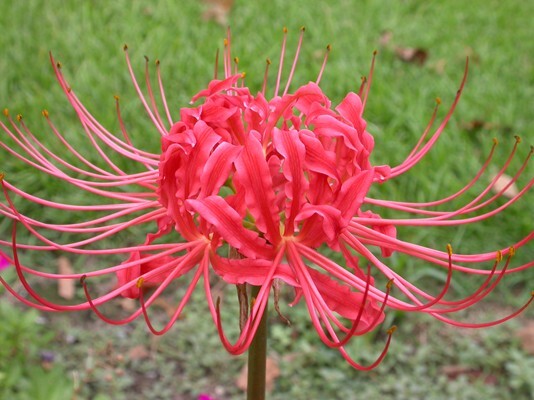 1 – RADIATA LYCORIS Red Spider Lily Live Flower Bulb – PERENNIAL HEIRLOOM