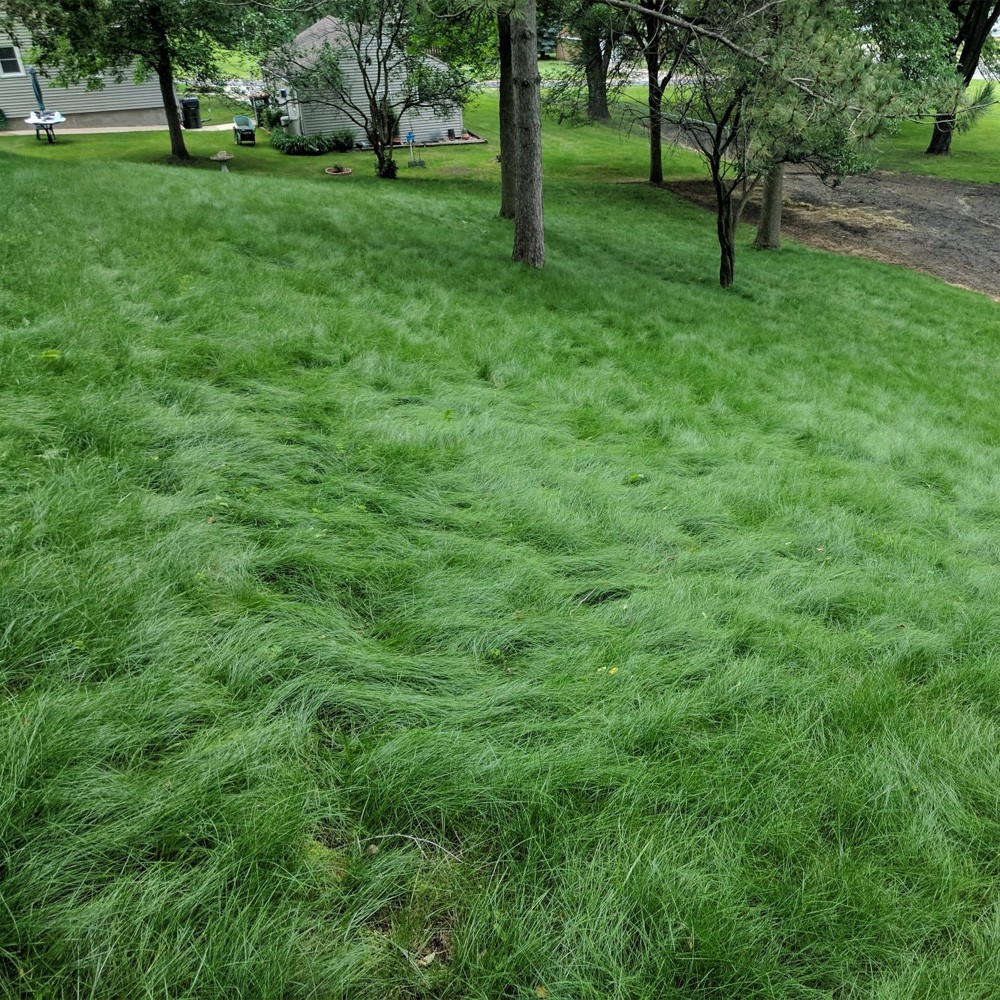 25 LBS – OptiGrowth Coated Legacy Fine Fescue Grass Seed For Lawns – Grass