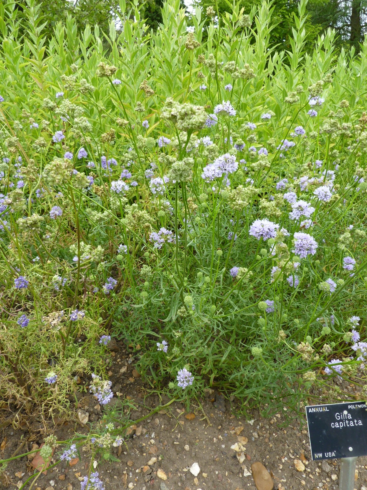 Globe Gilia Seeds for Wild Flower Garden for California Native Pollinator Seed