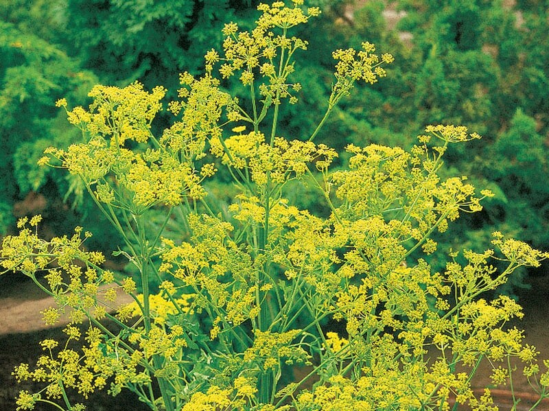 300 BOUQUET DILL SEEDS NON – GMO FRESH HARVEST FOR 2024 GARDENS