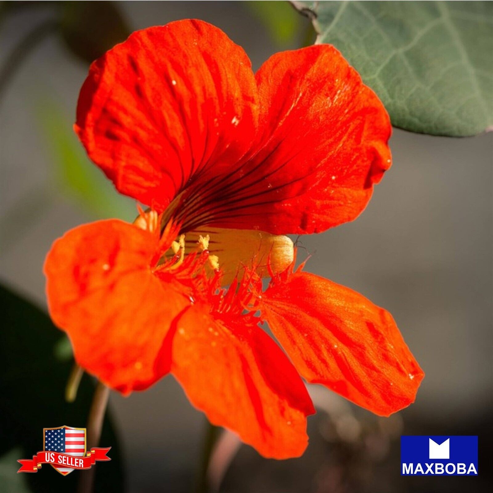 14 Jewel Mix Nasturtium Seeds Non-GMO Vegetable