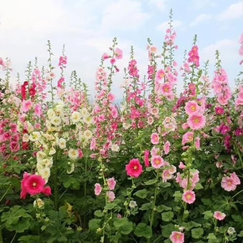 350+ Hollyhock Flower Seeds – Non GMO Carnival Mix Giant Mallow Double
