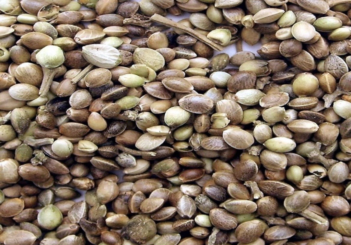 Seeds