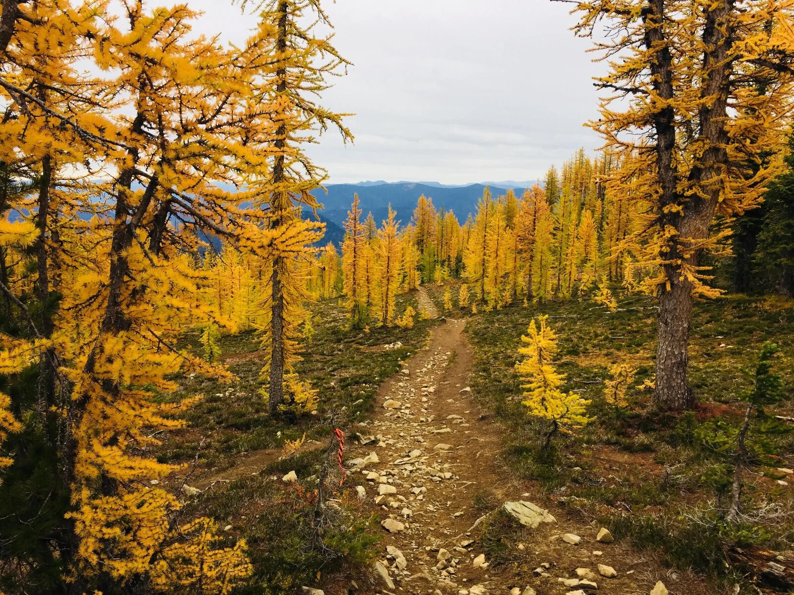Larch (Larix mixed variety, 20 seeds Alaska Wild Harvested