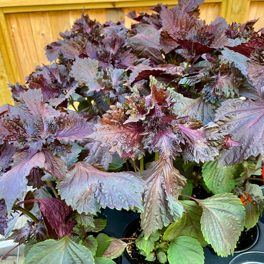 Fresh Purple Shiso Seeds | Zi Su | Kkaennip | Culinary | Herb | Asian Vegetable