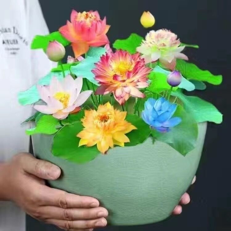 Water Lily seeds Mixed colors Nymphaeaceae New Water Pond Plant 20seeds