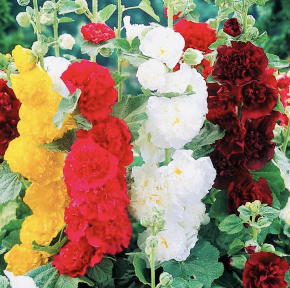 DOUBLE HOLLYHOCK TALL BEAUTIFUL FLOWER MIX OPEN POLLINATED HEIRLOOM SEEDS