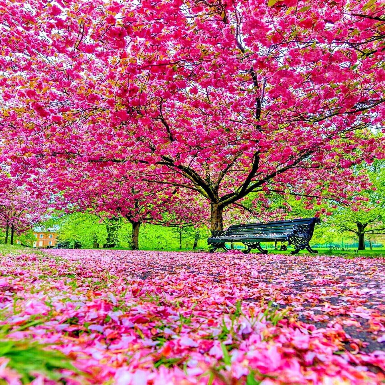Pink Cherry Blossom seeds, high quality seeds with detailed instructions Sakura
