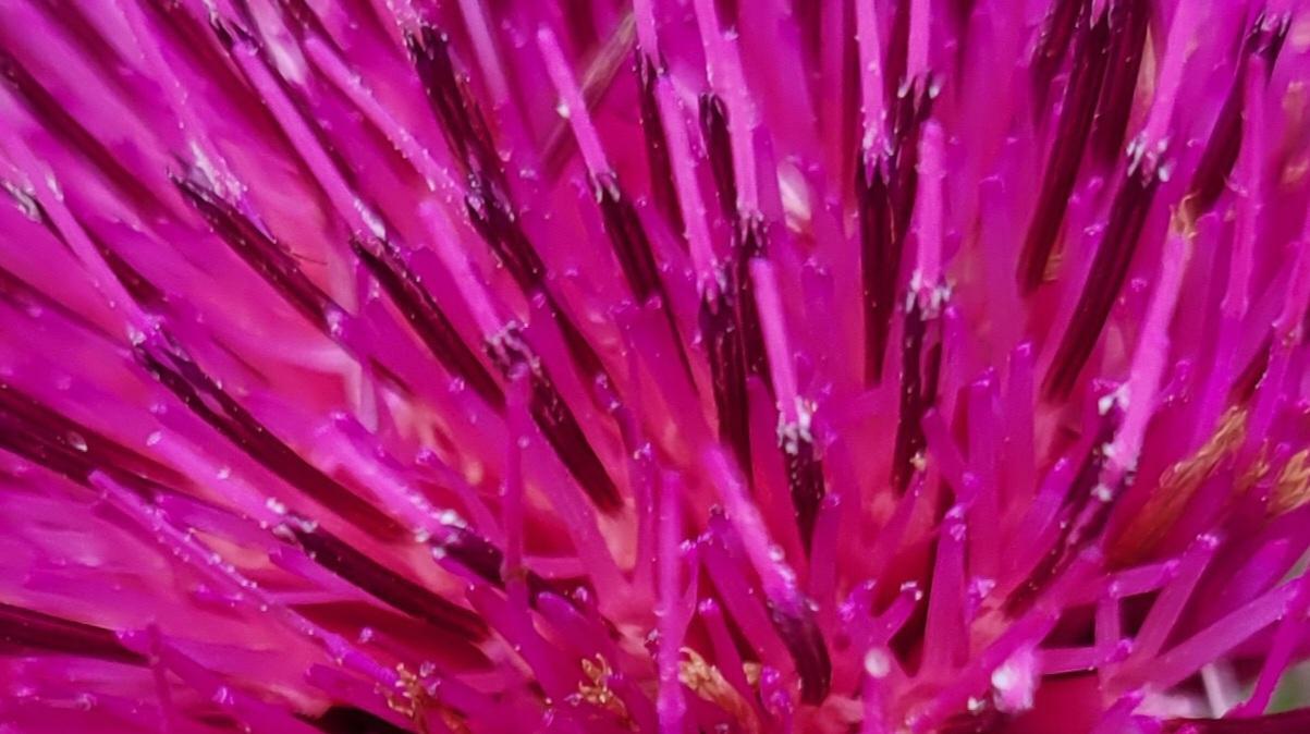 Purple & Yellow Thistle | 15+ Seeds | Cirsium Horridulum | Florida Native Flower