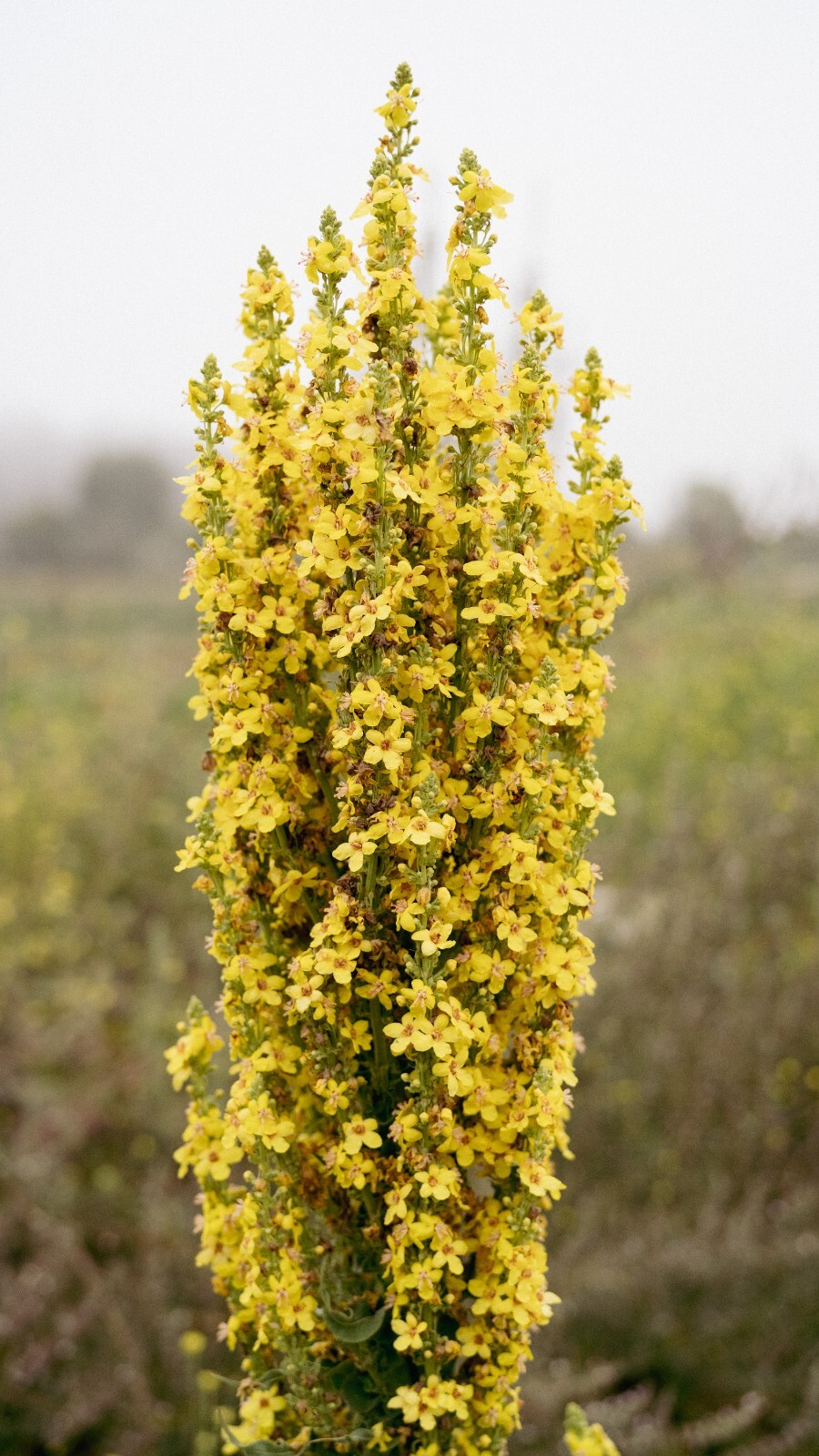 Dense-Flowered Mullein Seeds: Verbascum densiflorium, Cert. Organic, Denseflower