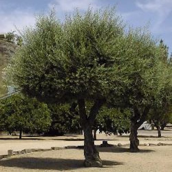 Olea Europaea aka Olive Tree 10 seeds Free Shipping USPS Ground!