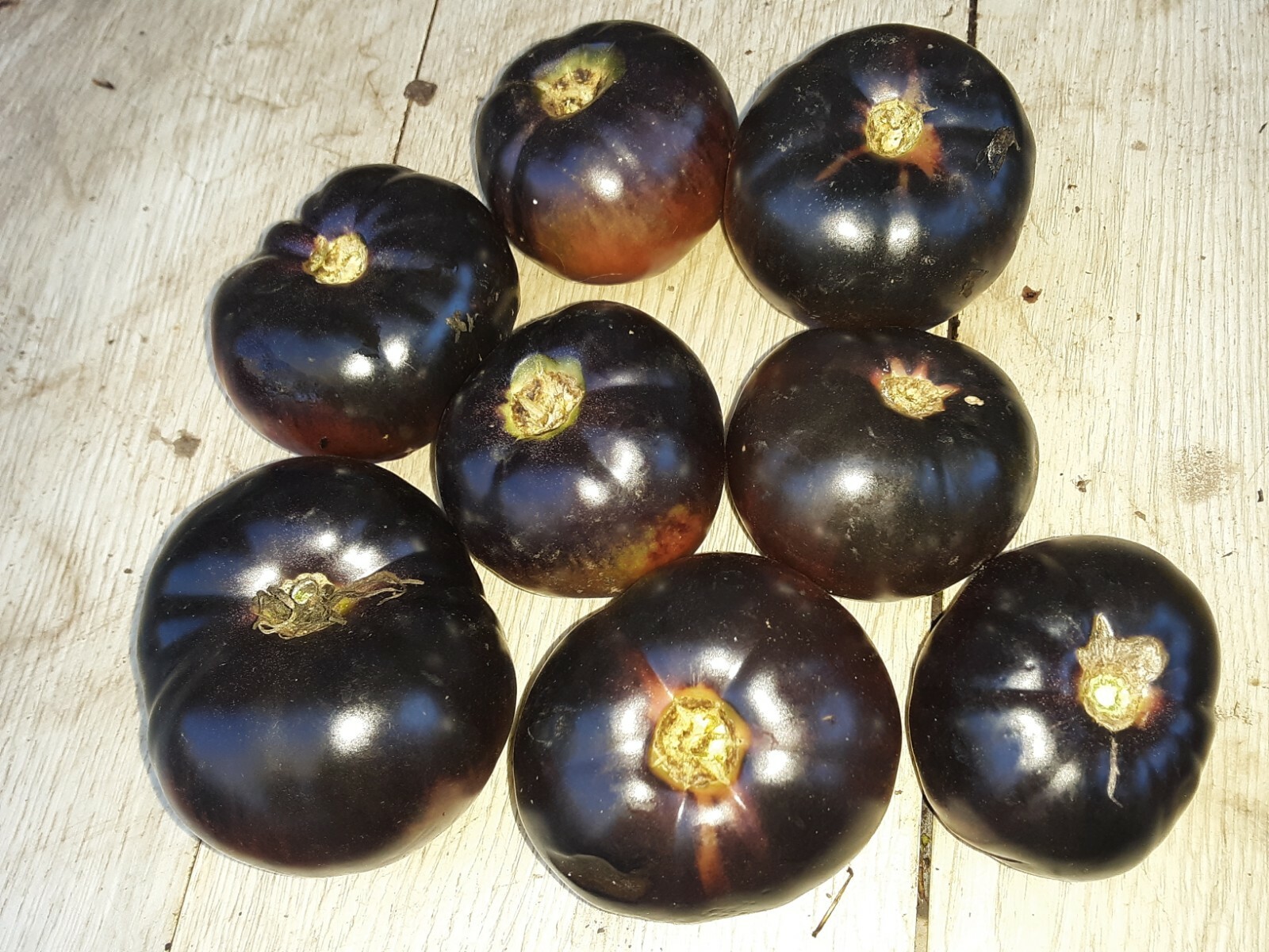 50 Rare Black Large Tomato Seeds.US grown seeds.