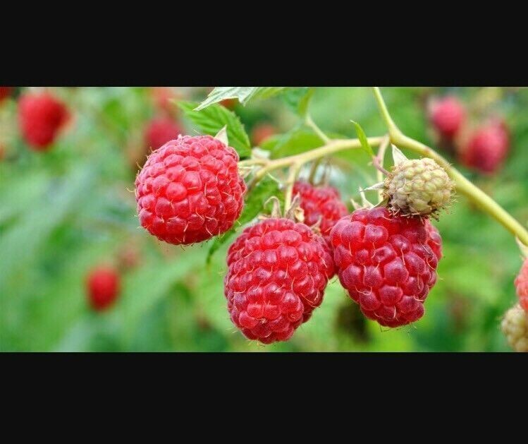 GIANT SWEET TULAMEEN RASPBERRY 100 SEEDS MEDICINAL ANTIOXIDANT FIBRE