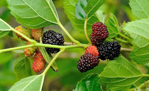 Morus nigra Black Mulberry Tree 10 seeds