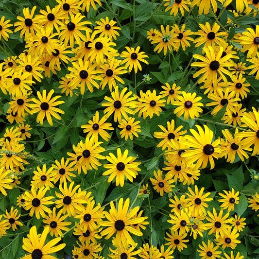Black Eyed Susan Flower Seeds Rudbeckia Hirta Free Shipping!