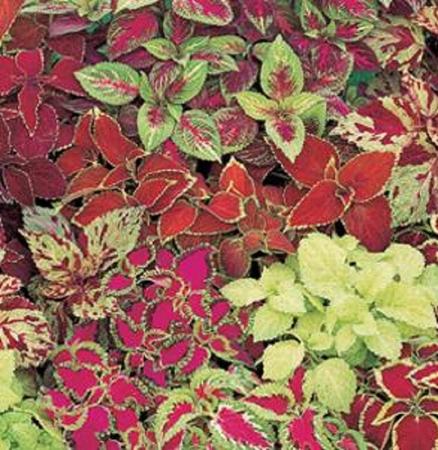 Coleus Seeds 50 Pelleted Seeds Fairway Mix Flower Seeds