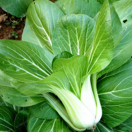 100+ Seeds Pak Choi Vegitable Seeds Pagoda / Garden USA 油菜 上海青