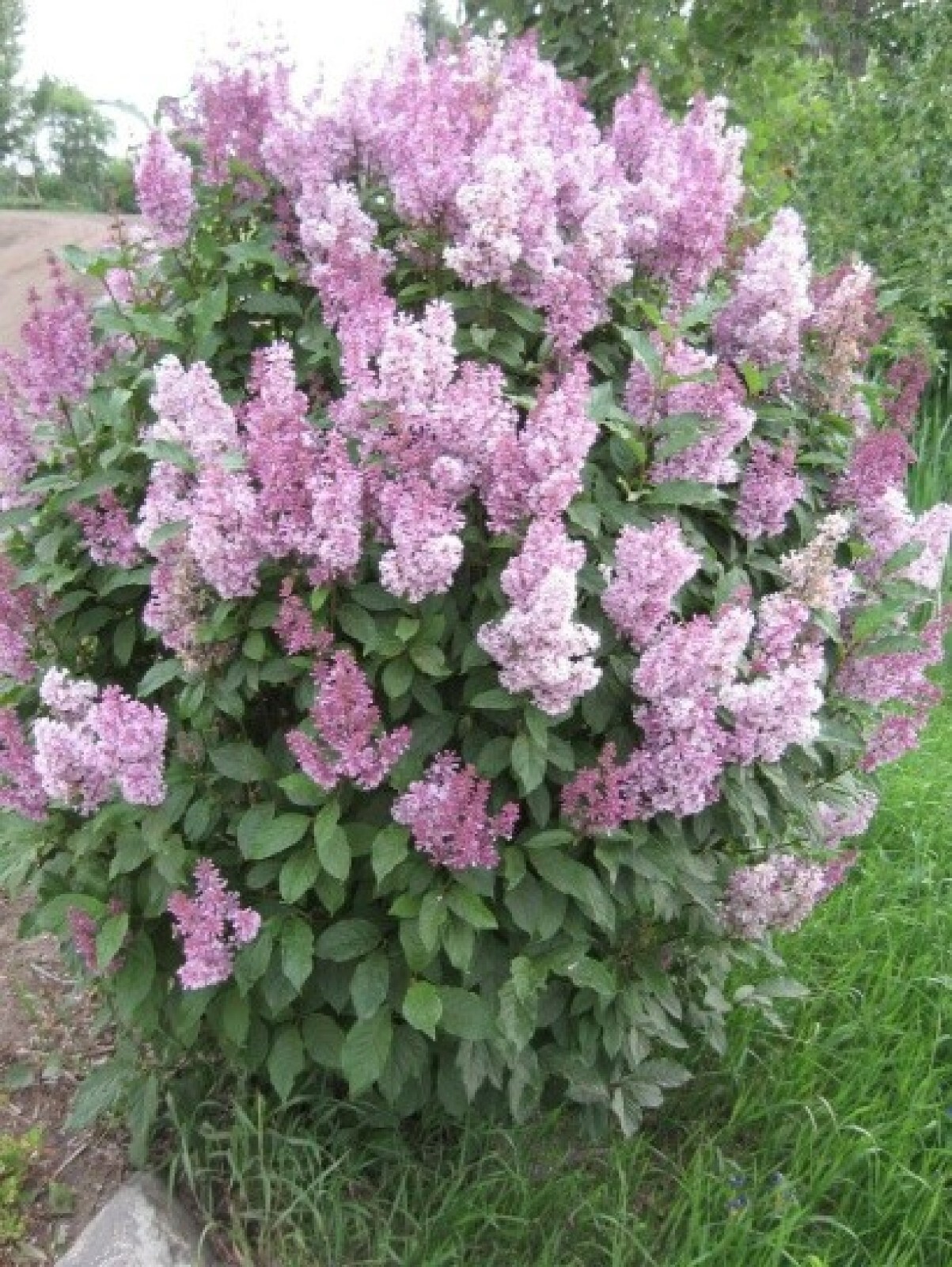 Purple Lilac Shrub {Syringa villosa} | Cutting | 20 seeds Free US Shipping!