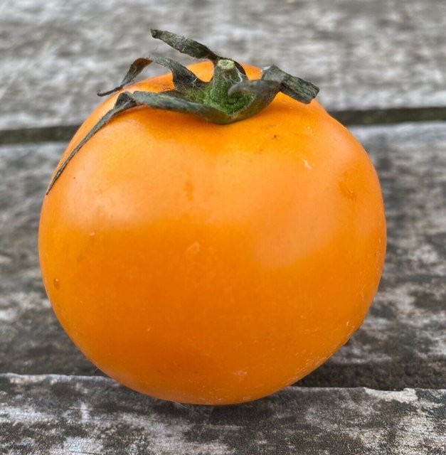 10 seeds Ilses ORANGE Latvian Tomato Rare Heirloom Variety Tetracislycopene 6.73