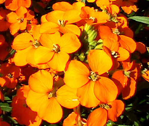 WALLFLOWER SIBERIAN Cheiranthus Allionii – 3,000 Bulk Seeds