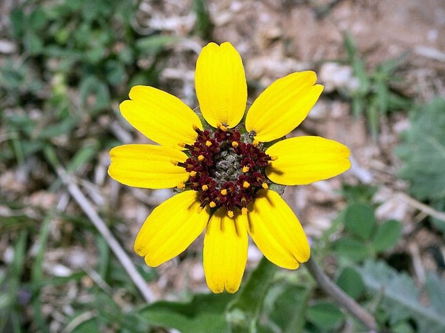Berlandiera lyrata | Chocolate Flower | 10 Seeds
