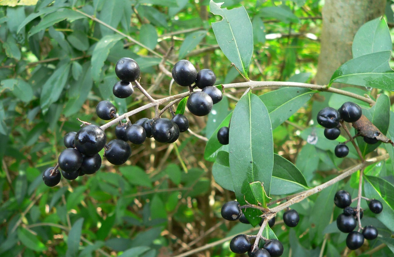 Common Privet, European Privet (Ligustrum vulgare), 20 seeds