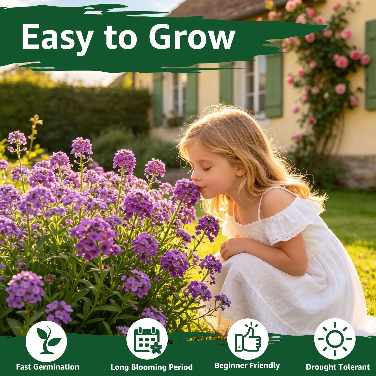 Purple Royal Carpet Alyssum Seeds – Fragrant Perennial Ground Cover for Gardens