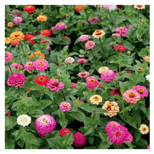 Cut and Come Again Zinnia Seeds