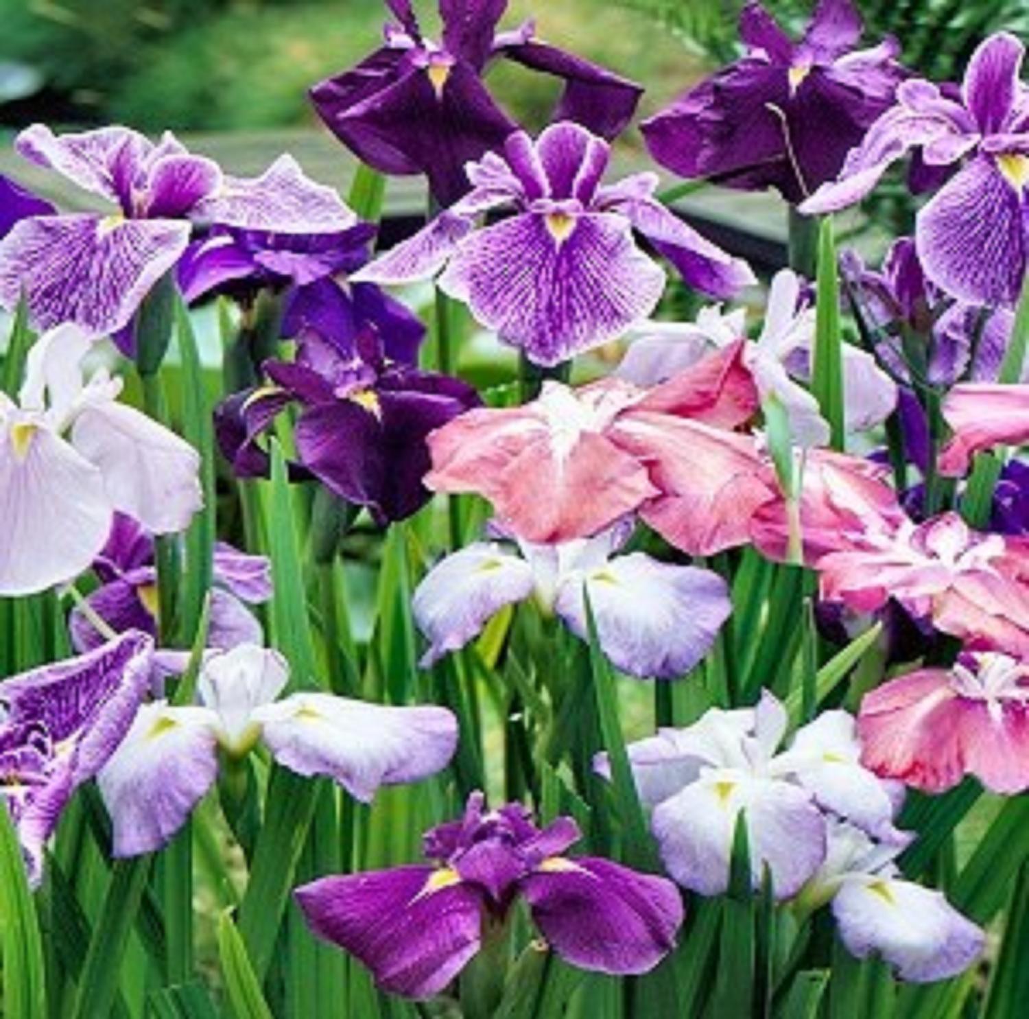 JAPANESE IRIS ENSATA – 50+ SEEDS – NEW CROP – MADE in USA – LOOK!