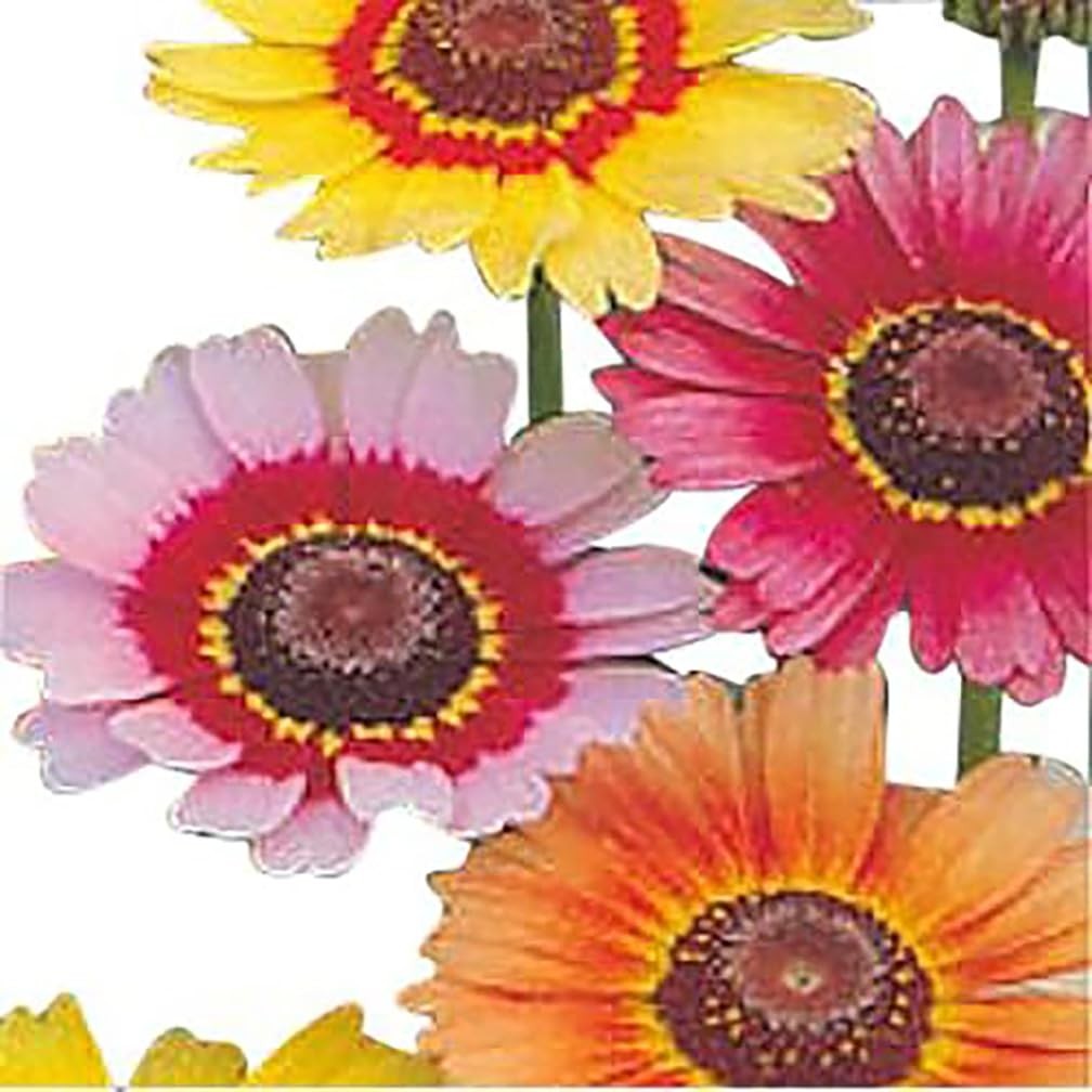 1000 Rainbow Painted Daisy Seeds – Wonderful Cut Flower