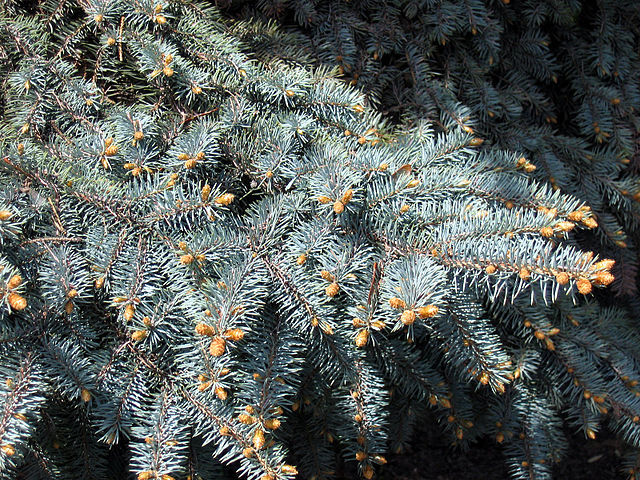 Colorado Blue Spruce, Picea pungens glauca, Tree Seeds