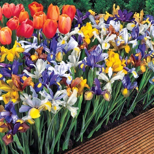 12 – DUTCH IRIS BEAUTY MIXTURE Flower Bulbs * Graceful and Elegant Blooms