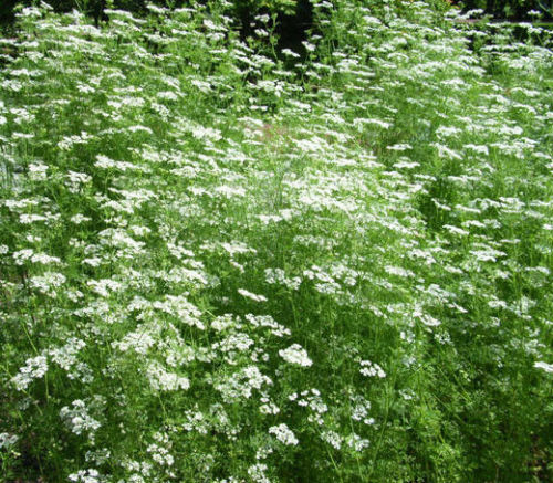 Anise Great Garden Herb Heirloom By Seed Kingdom 10,000 Seeds