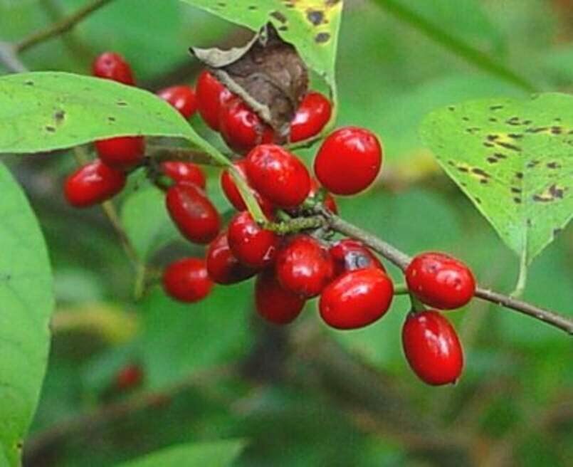 Spicebush Bush Seeds for Planting – Lindera Benzoin – Made in USA, Ships from Io