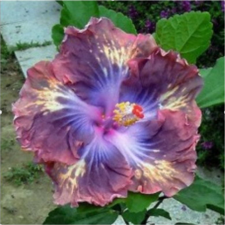 20 HIBISCUS FLOWER SEEDS rare exotic bloom plant garden bed bush germination