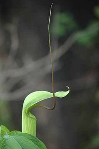 Arisaema tortuosum | Whipcord Cobra Lily | Jack in the Pulpit | 10_Seeds