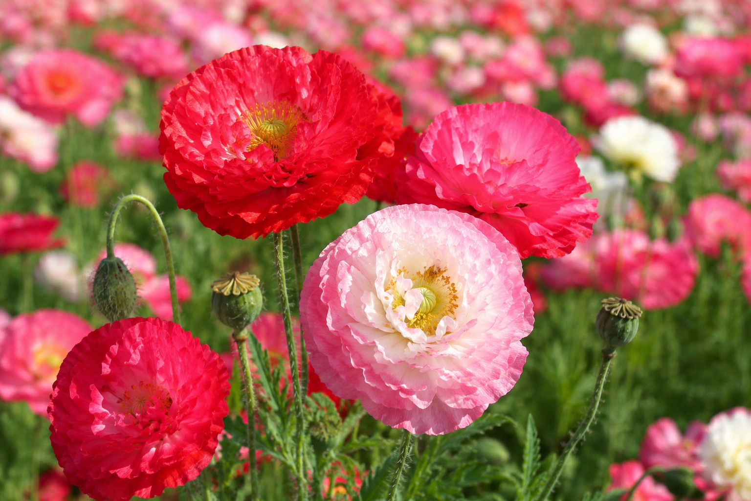 5,000 Double Shirley Poppy Seeds – Papaver Rhoeas Classic Pink Red & White Poppy