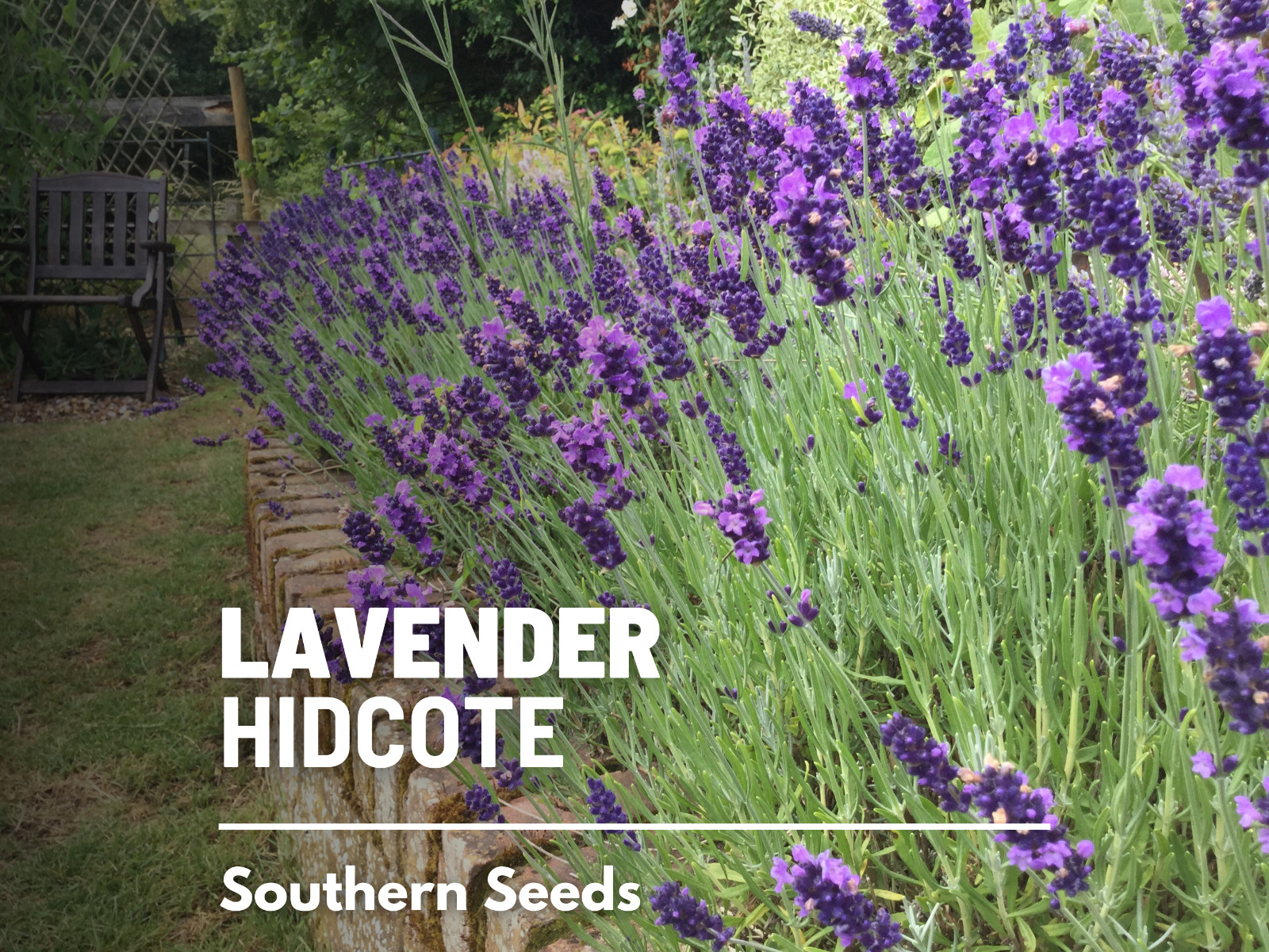 Lavender Hidcote Blue Seeds • Medicinal • Amazing Fragrance • 50 fresh seeds