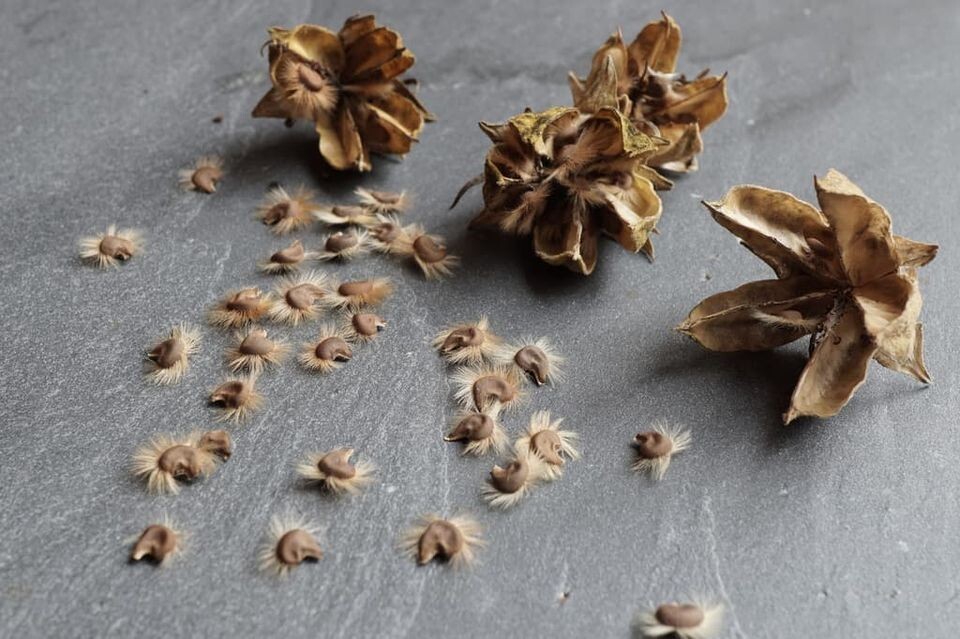 75+ Pink, Purple and White Rose of Sharon Seeds (Hibiscus syriacus, Aphr Althea)