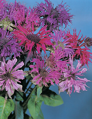 Monarda didyma Panorama Mix 500 seeds