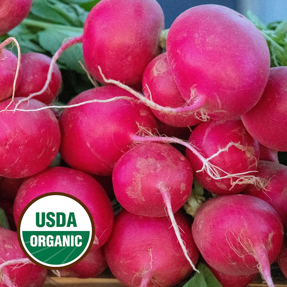 150 Organic German Giant Radish Seeds – Everwilde Farms Mylar Seed Packet