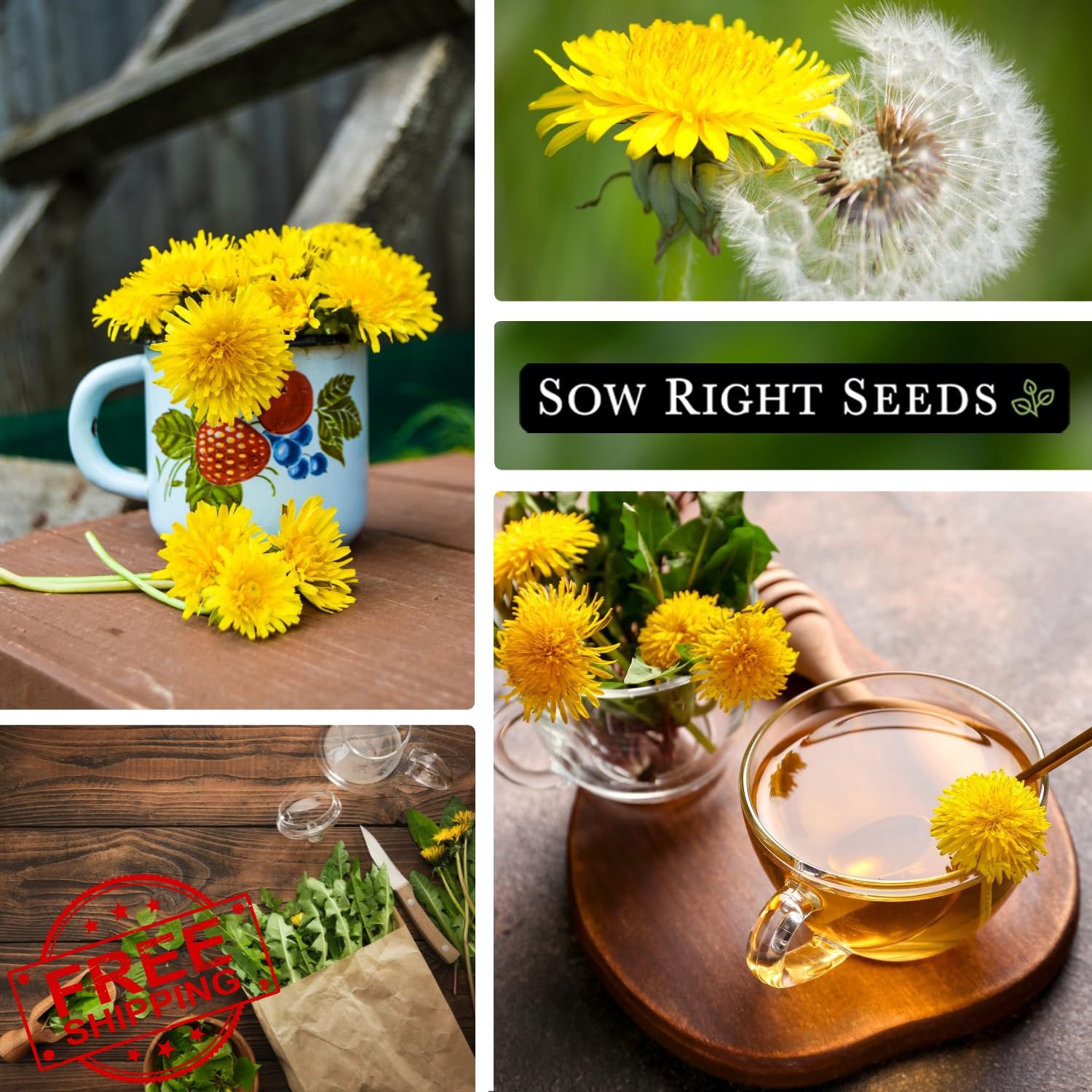Sow Right Seeds Dandelion Seeds Packet 4